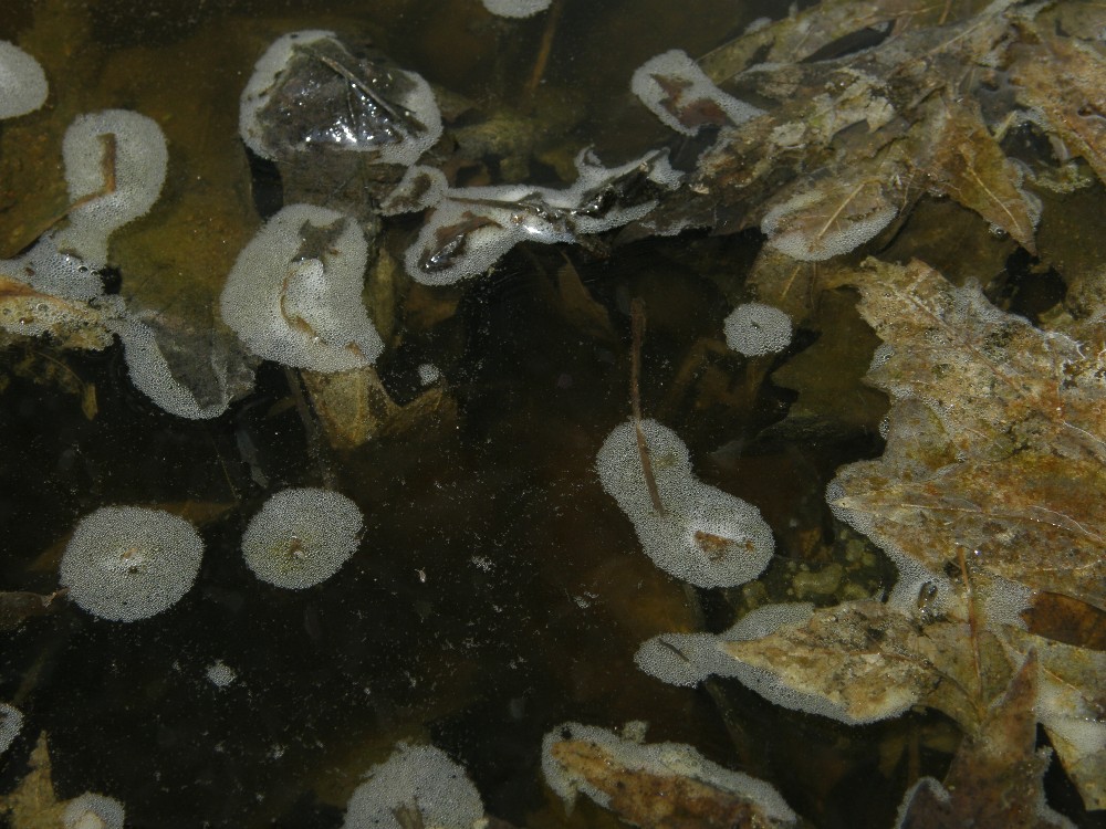 Ematococco in contrasto di fase